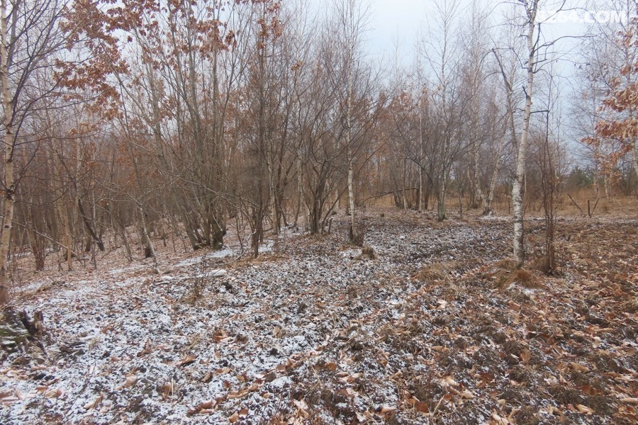 IMG_8463.jpg