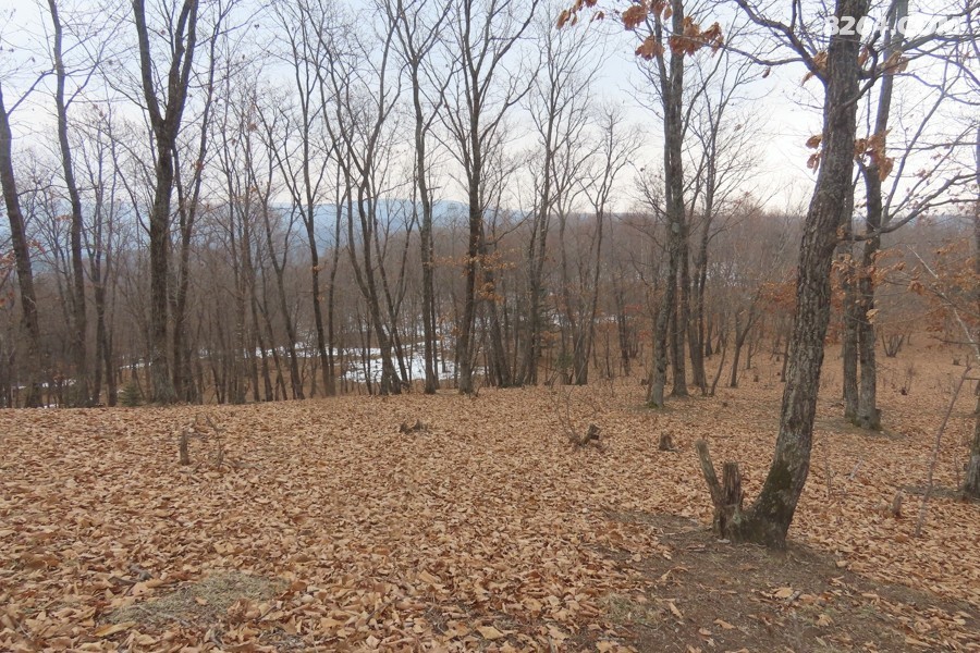 IMG_8518.jpg