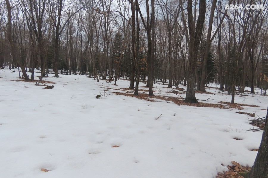 IMG_8536.jpg