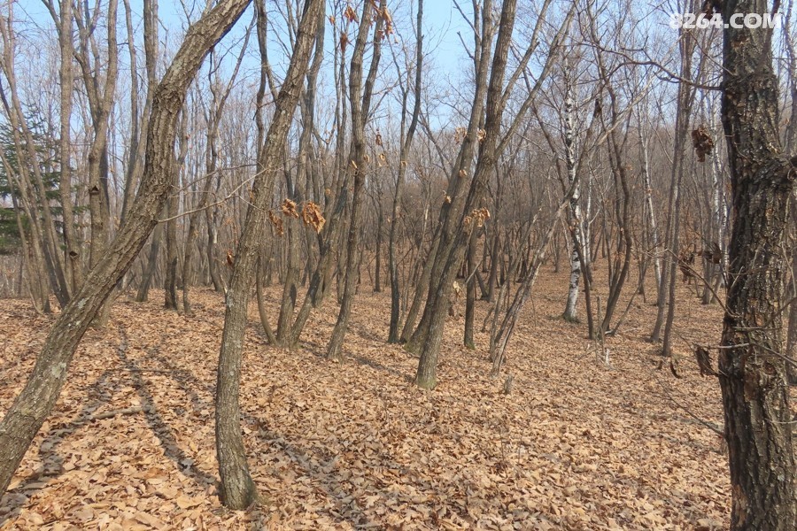 IMG_8862.jpg