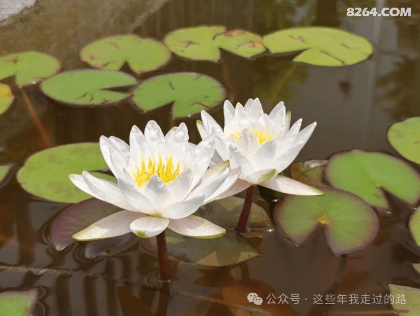 0842131cr2fgg8fhlyl8dv - 旅行杂谈 文化历史 民俗人文 交通贴士 在野 去没有天花板的地方