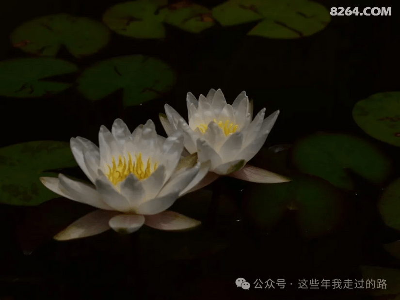 084215ftb1jx3p43kqtced - 旅行杂谈 文化历史 民俗人文 交通贴士 在野 去没有天花板的地方