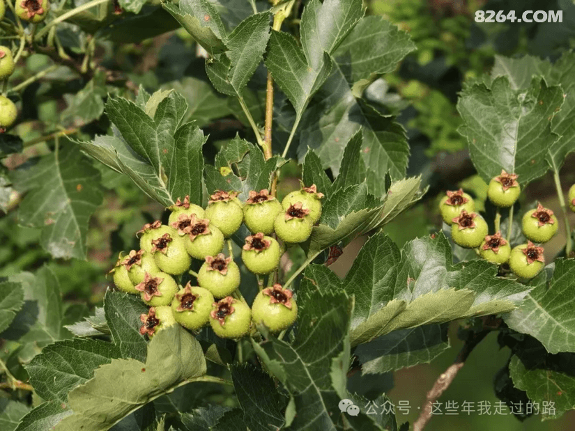 085512czfxh5iehtyo9cw8 - 旅行杂谈 文化历史 民俗人文 交通贴士 在野 去没有天花板的地方
