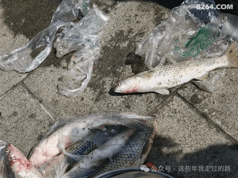 082759lpbhoq2ql9vujxih - 旅行杂谈 文化历史 民俗人文 交通贴士 在野 去没有天花板的地方