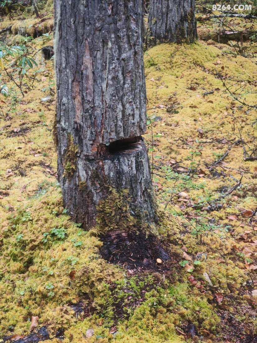 015807wrqswhuz18gfjdic - 旅行杂谈 文化历史 民俗人文 交通贴士 在野 去没有天花板的地方