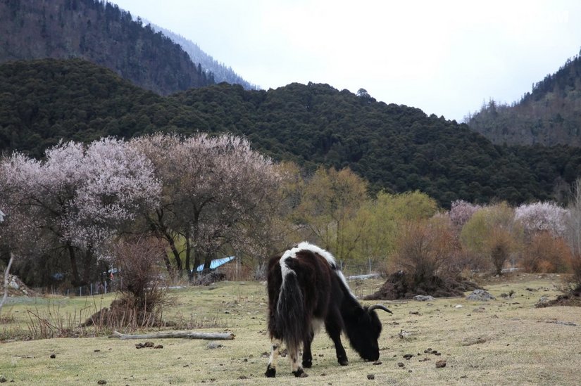 154626gumc18gogtkzefbt - 旅行杂谈 文化历史 民俗人文 交通贴士 在野 去没有天花板的地方