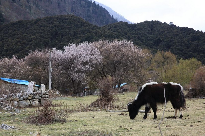 1546300a4ywwwf1hcft31n - 旅行杂谈 文化历史 民俗人文 交通贴士 在野 去没有天花板的地方