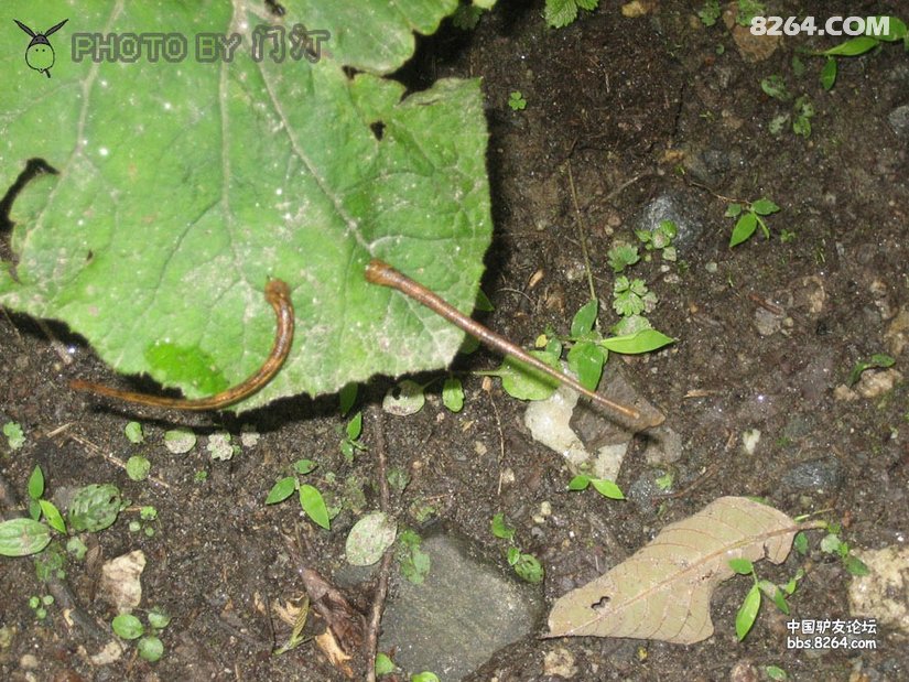 090829032029fdc0fad95fa142 - 徒步登山 穿越攀岩 雪山步道 户外路线 在野 去没有天花板的地方