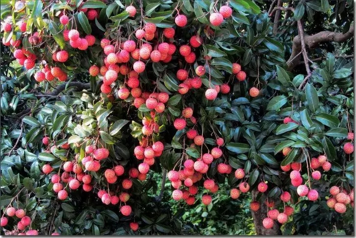 63071采摘荔枝葡萄蔡新故居红军林雀埔村清爽一日游