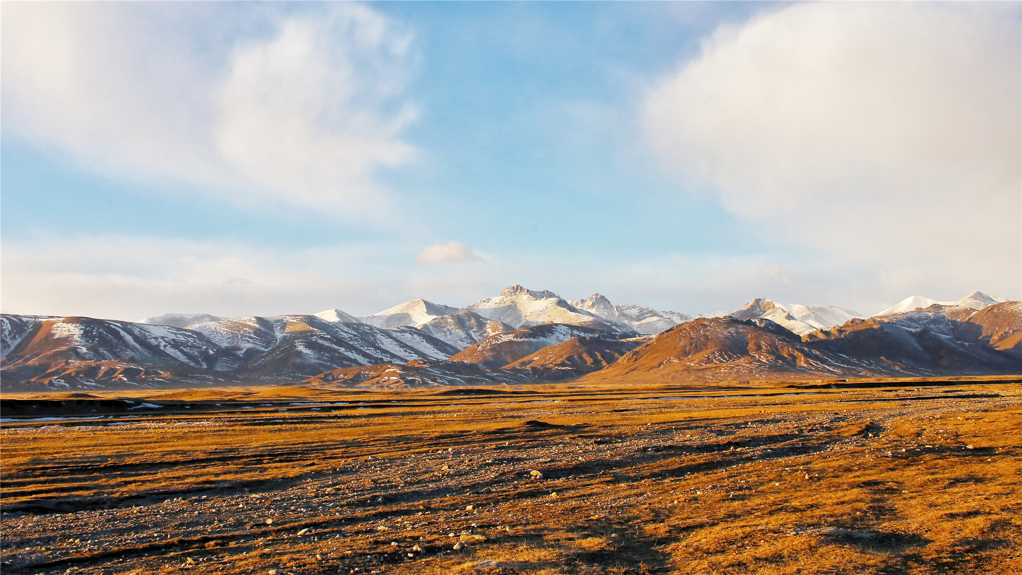 青海野生动物拍摄游记一天峻