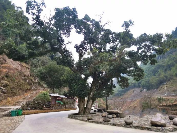 永嘉的西藏坑口村