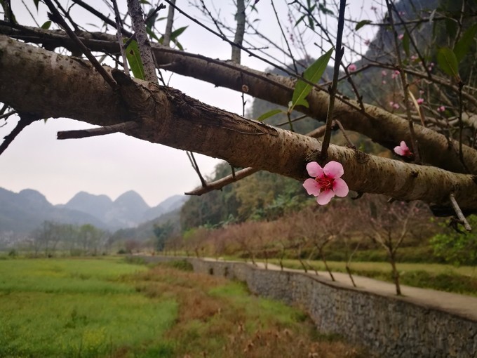 桃花源记春坝美寻秘