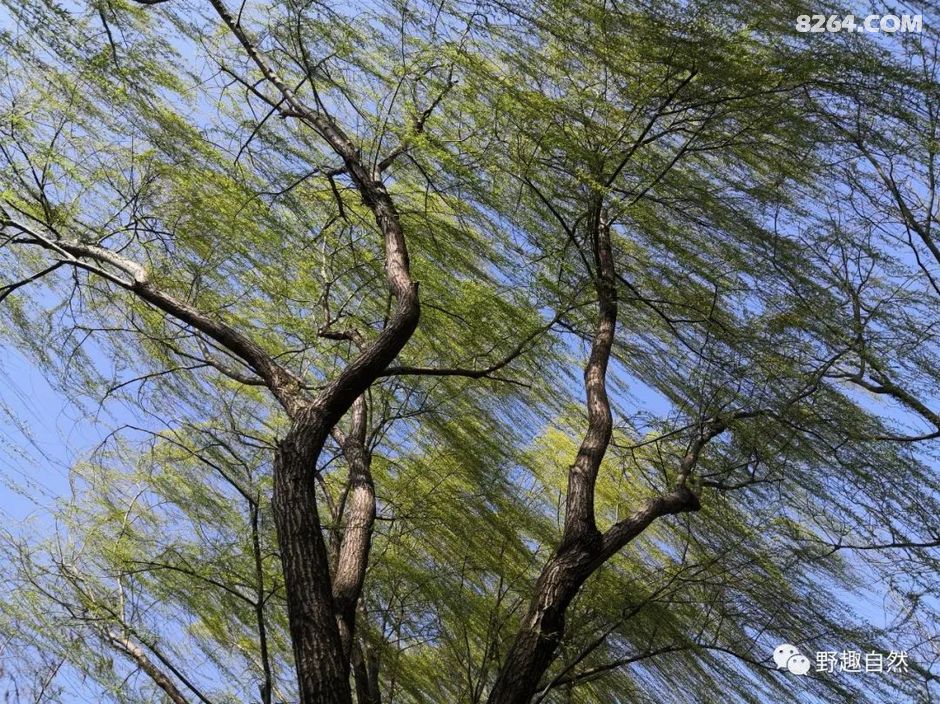 独墅湖的春天