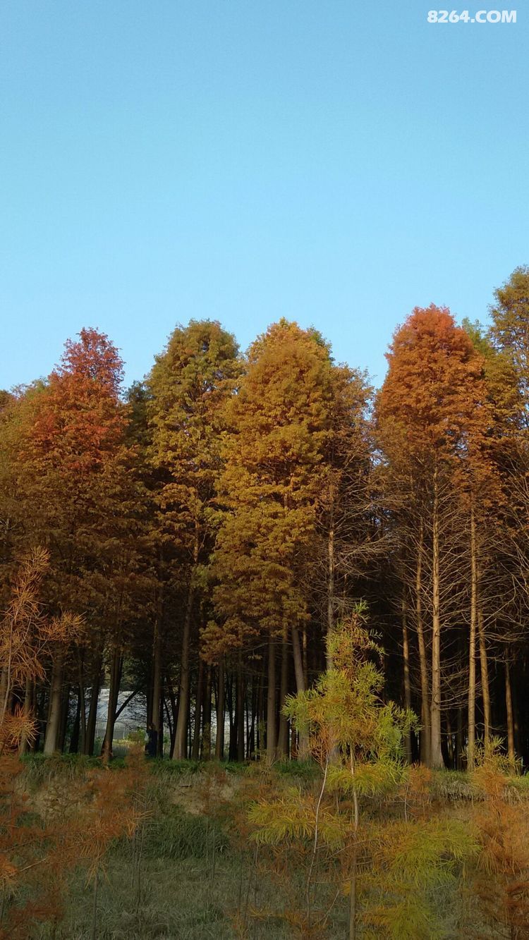临海小芝红杉林享受美景足迹篇