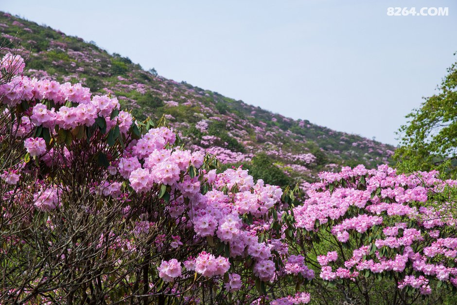春暖花开奔你而来云中大院云锦杜鹃