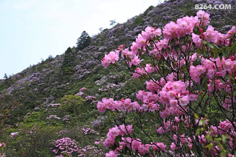 春暖花开奔你而来云中大院云锦杜鹃