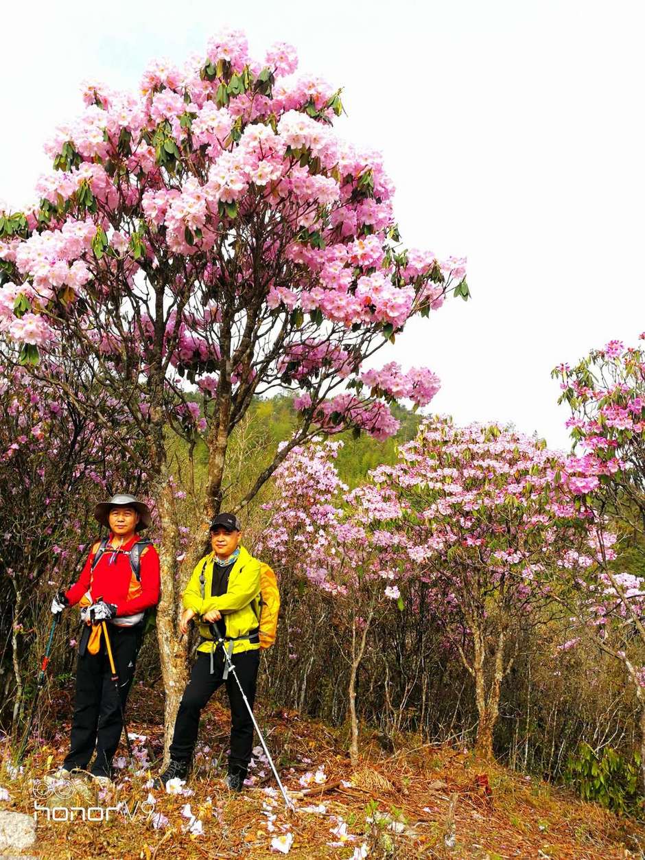 春暖花开奔你而来云中大院云锦杜鹃