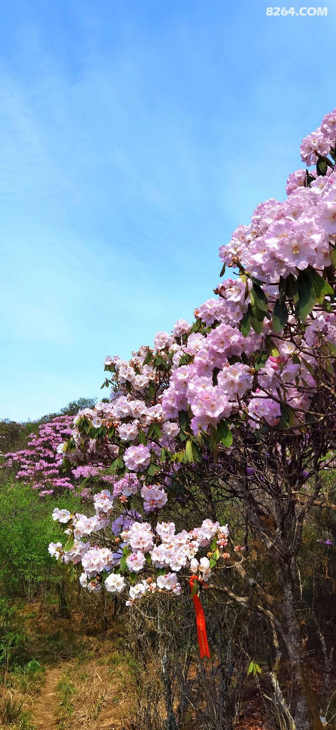 春暖花开奔你而来云中大院云锦杜鹃