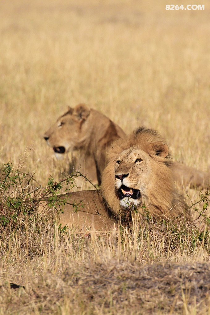 坦桑尼亚人间原野