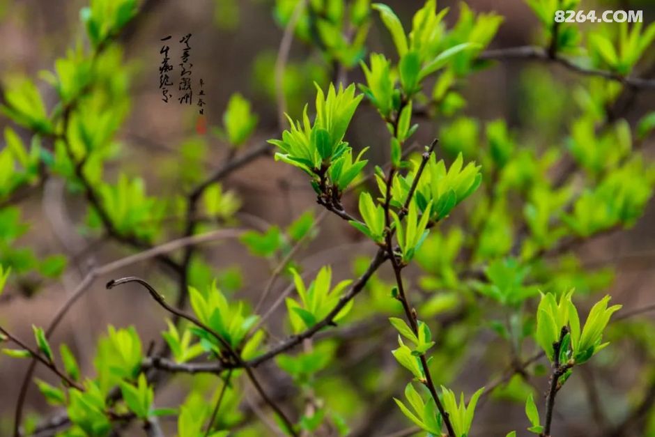 春芽充满了生命的张力 在春雨的滋润下肆意生长