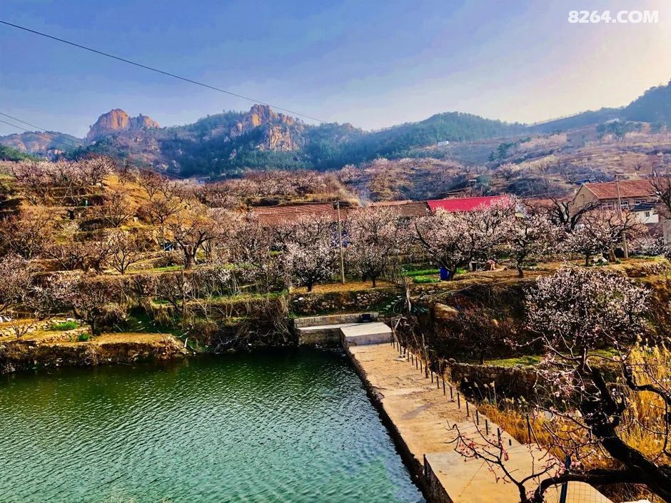 青岛少山杏花村我与春风皆过客