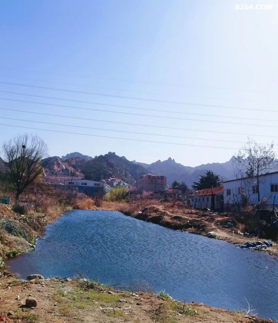 青岛少山杏花村我与春风皆过客