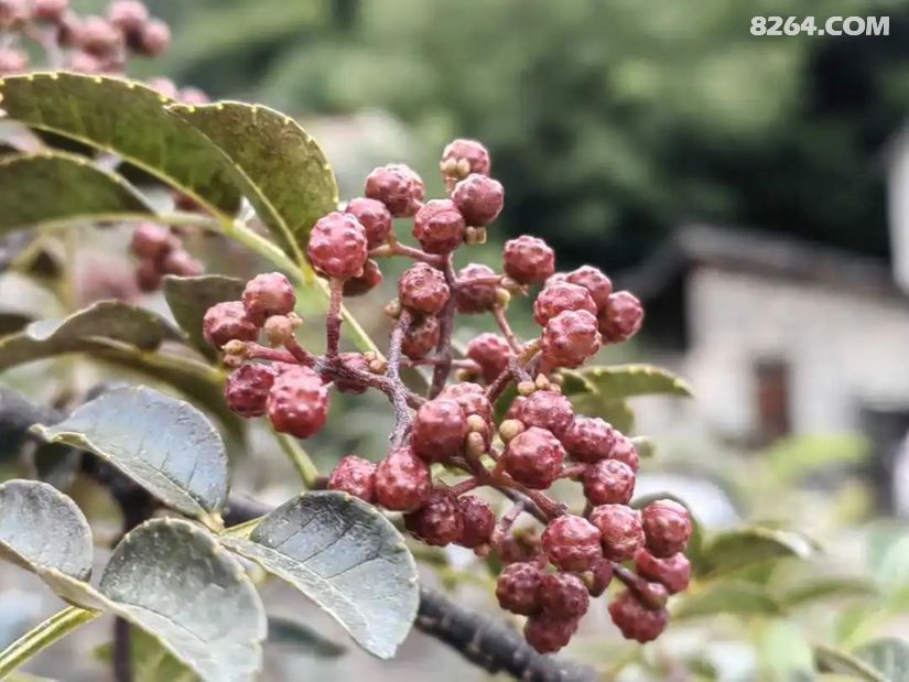 1756278253570 - 旅行杂谈 文化历史 民俗人文 交通贴士 在野 去没有天花板的地方