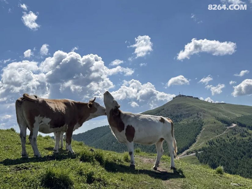 1781589526473 - 旅行故事 游记记录 感悟心得 见闻回忆 在野 去没有天花板的地方