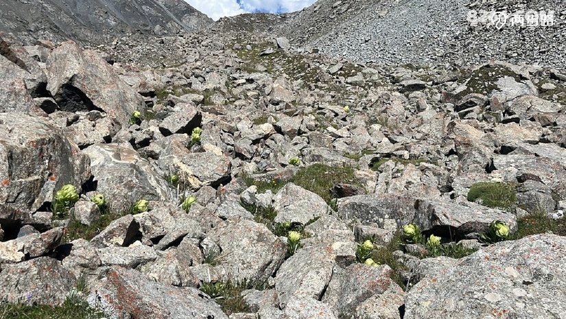 1784088313189 - 徒步登山 穿越攀岩 雪山步道 户外路线 在野 去没有天花板的地方