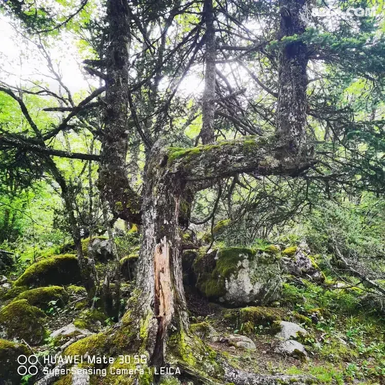 1784611314832 - 徒步登山 穿越攀岩 雪山步道 户外路线 在野 去没有天花板的地方