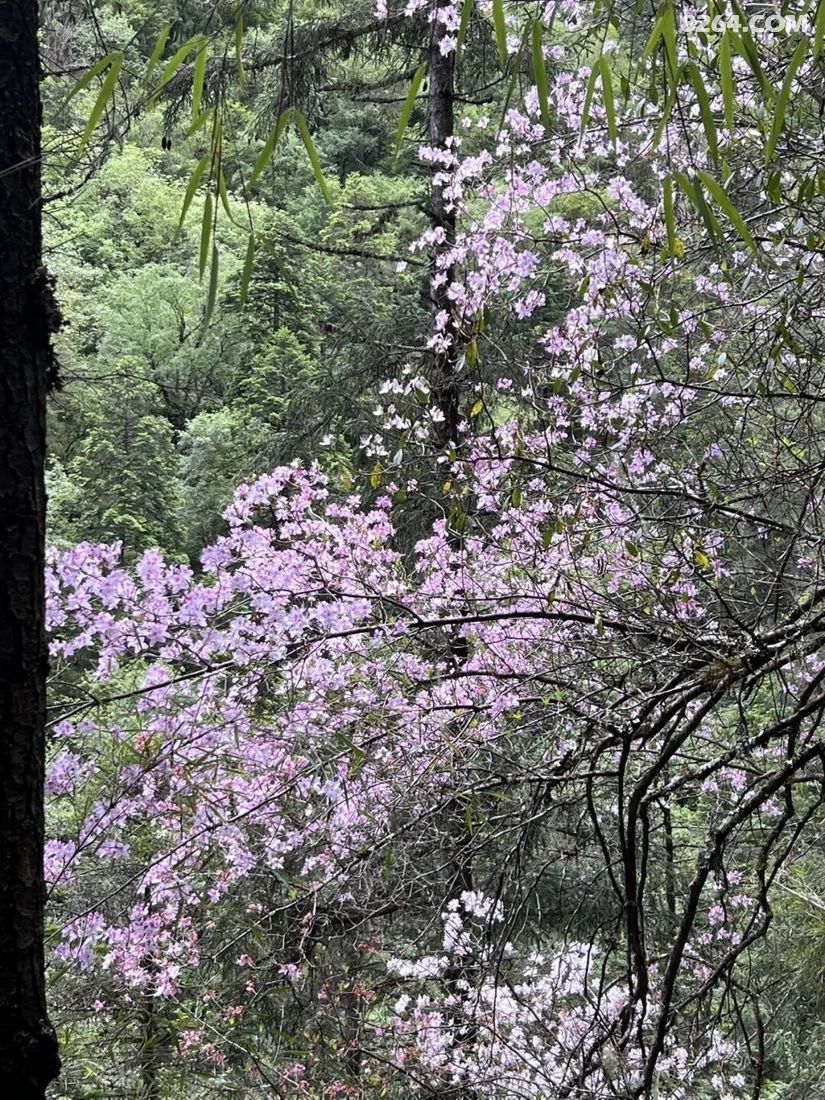 1788936512344 - 徒步登山 穿越攀岩 雪山步道 户外路线 在野 去没有天花板的地方