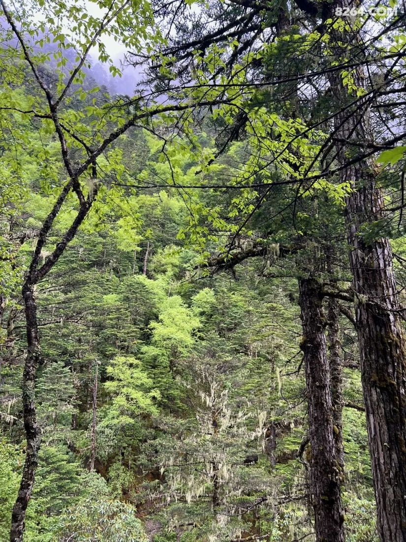 1788936708460 - 徒步登山 穿越攀岩 雪山步道 户外路线 在野 去没有天花板的地方