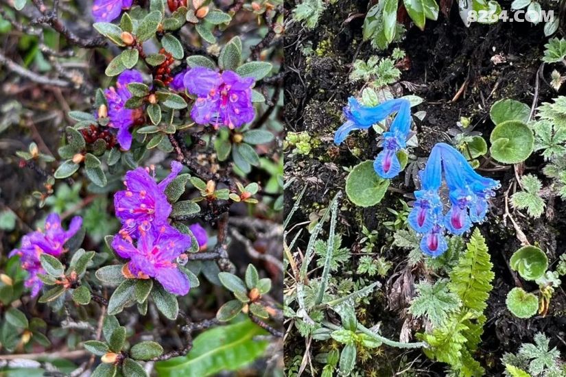 1789449105218 - 徒步登山 穿越攀岩 雪山步道 户外路线 在野 去没有天花板的地方