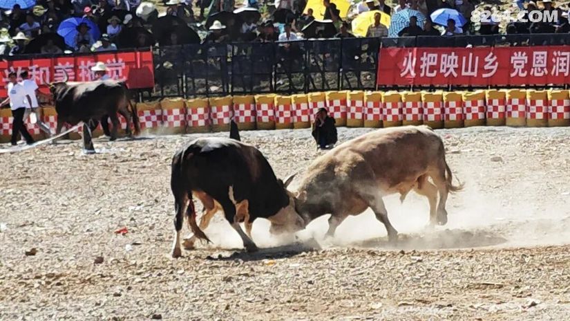1790477003570 - 旅行杂谈 文化历史 民俗人文 交通贴士 在野 去没有天花板的地方