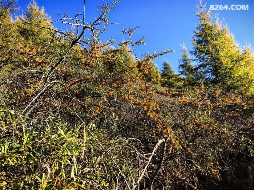 1791614401467 - 徒步登山 穿越攀岩 雪山步道 户外路线 在野 去没有天花板的地方