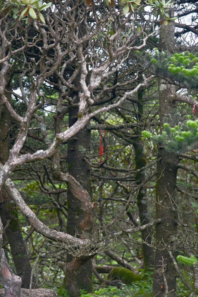 1791870430892 - 旅行杂谈 文化历史 民俗人文 交通贴士 在野 去没有天花板的地方