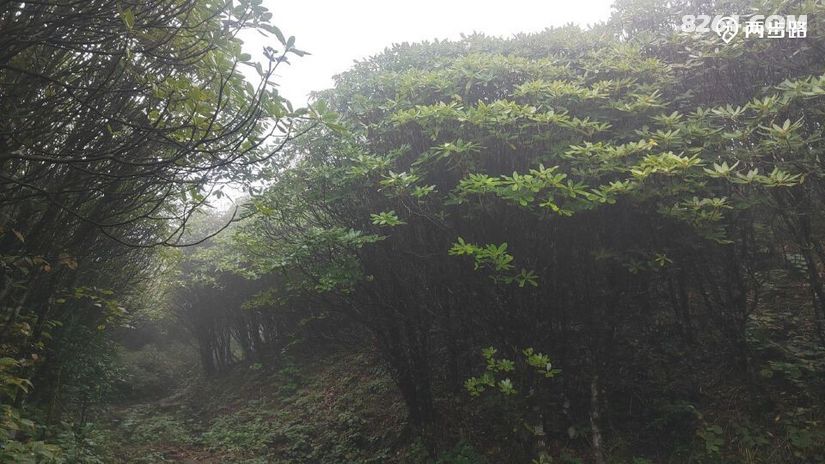 1791947527299 - 徒步登山 穿越攀岩 雪山步道 户外路线 在野 去没有天花板的地方