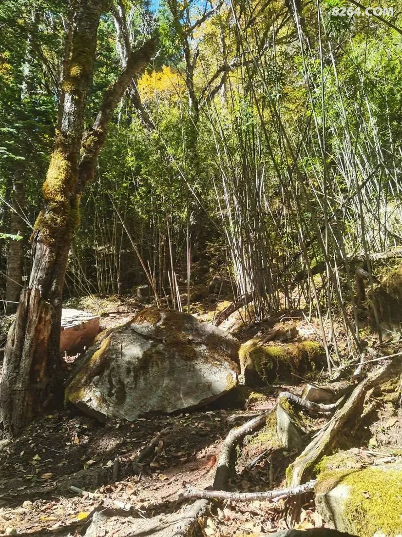 1793072436927 - 旅行故事 游记记录 感悟心得 见闻回忆 在野 去没有天花板的地方